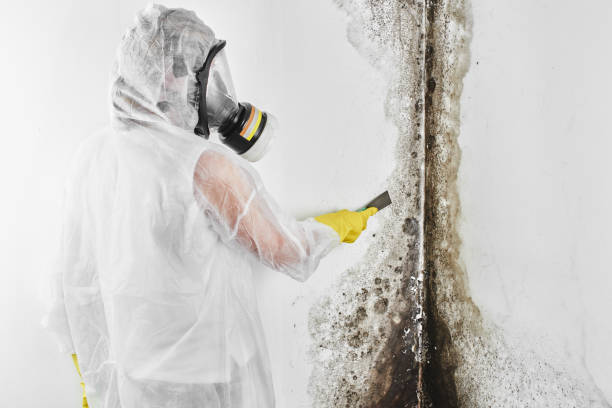 Certified Mold Removal in Logan Elm Village, OH