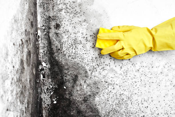 Best Fast Mold Removal  in Logan Elm Village, OH