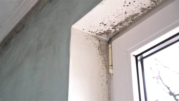 Best Home Mold Removal  in Logan Elm Village, OH
