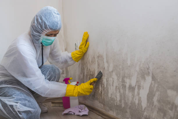 Best Office Mold Removal Services  in Logan Elm Village, OH