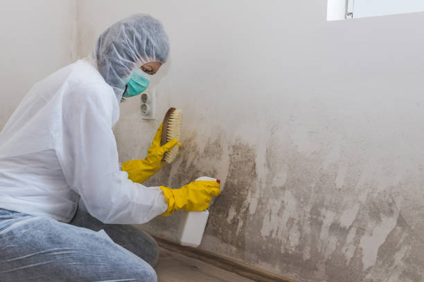 Best Emergency Mold Removal  in Logan Elm Village, OH