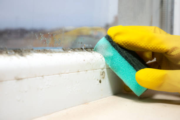 Best Toxic Mold Removal  in Logan Elm Village, OH