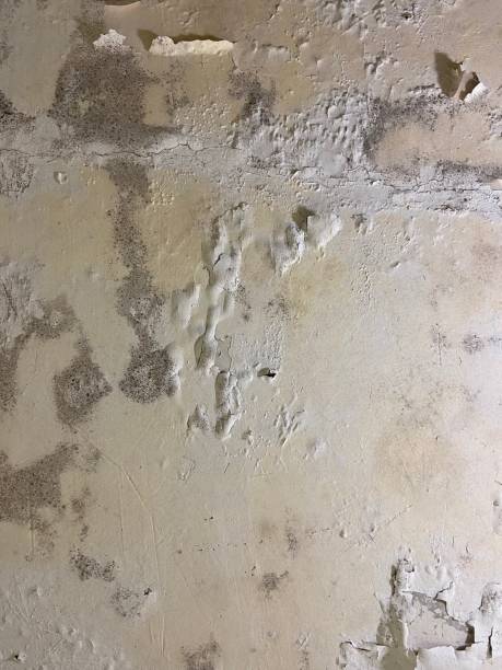 Best Black Mold Removal  in Logan Elm Village, OH