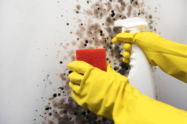 Best Commercial Mold Removal  in Logan Elm Village, OH