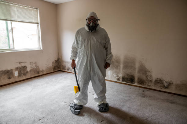 Trusted Logan Elm Village, OH Mold Removal Experts
